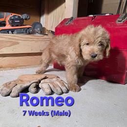 Romeo - Red male Labradoodle puppy in Genoa City, Wisconsin from Sakura Pups