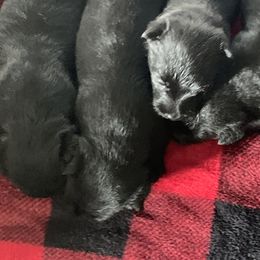 Scottish Terriers from Sandhills Edge Equine Massage and Scottish Terriers