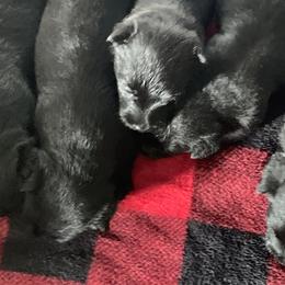 Scottish Terriers from Sandhills Edge Equine Massage and Scottish Terriers