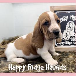 Abby - Red and white female Basset Hound puppy in Mebane, North Carolina from Happy Ridge Hounds
