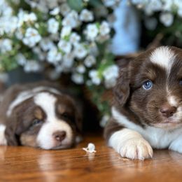 Miniature Australian Shepherd Puppies from Kizmit Farmz