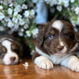 Miniature Australian Shepherd Puppies from Kizmit Farmz