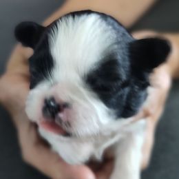 Lil Dot or Girl 3 - Black and white female Shih Tzu puppy in Lostant, Illinois from Bella's Babies
