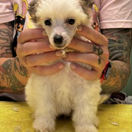 Sake - Sable female Chinese Crested puppy in Auburn, Kansas from TopBrass Kennels