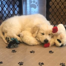 Golden Retriever Puppies from Gilded Golden retrievers