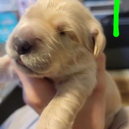 Golden Retriever Puppies from Wild Roost Goldens