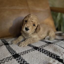 Labradoodle Puppies from Kona's Doodles