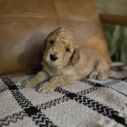 Labradoodle Puppies from Kona's Doodles