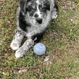 Australian Shepherd Puppies from Southern Boy Blues Aussies
