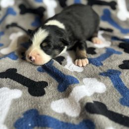 Cinch - Black tri male Miniature Australian Shepherd puppy in Hillsville, Virginia from Lottie's Mini Aussies