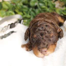 Brown Phanton Male - Phantom male Poodle puppy in Belgreen, Alabama from Scott’s Farm Poodles and Doodles