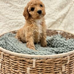 Delta - Red female Cavapoo puppy in Austin, Texas from Doodles of Central Texas