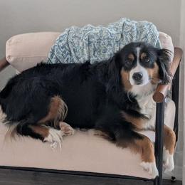 Parker - Miniature Australian Shepherd