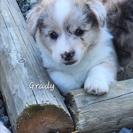 Grady - Brindle merle and white male American Corgi puppy in Concrete, Washington from Wigglebutts American Corgis