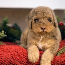 Anise - Brown female Bernedoodle puppy in Queen Creek, Arizona from Dulcito Doodles