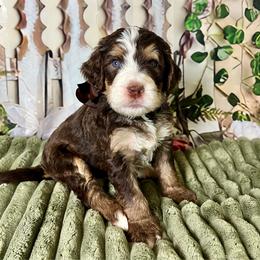 Brown Boy - Brown male Bernedoodle puppy in The Woodlands, Texas from Gracie's Goldendoodles and Bernedoodles of The Woodlands