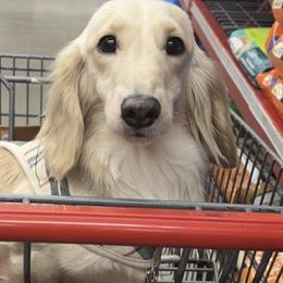 Craig  - Dachshund