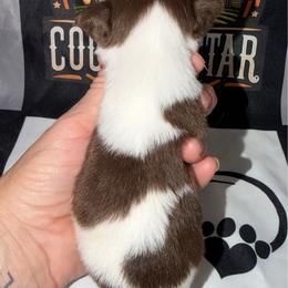 Drake - Chocolate and white male Chihuahua puppy in Palmyra, Indiana from Country Star Chihuahuas