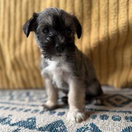 Allard - Salt and pepper male Miniature Schnauzer puppy in La Mirada, California from SchnauzersRus
