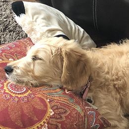 Goldendoodles from Highlands Doodles