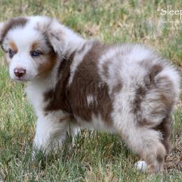 Sleepy - Red merle female Miniature Australian Shepherd puppy in Evant, Texas from Lazy VT Bar Ranch