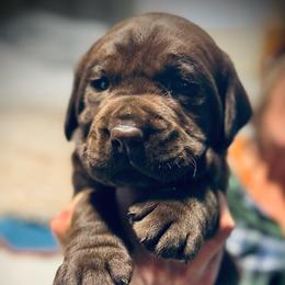 Skipper - Chocolate male Labrador Retriever puppy in Penn Valley, California from High Quality Labrador Retrievers and French Bulldogs