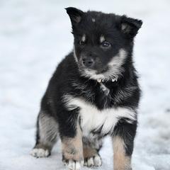 White Girl - Lumi - Black and tan female Lapponian Herder puppy in Prattsburgh, New York from Maalattu Koirankoppi Lapponian Herders