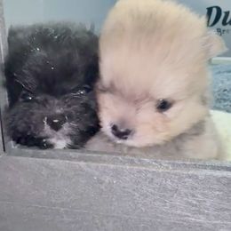 Pomeranian Puppies from Heartlove Poms