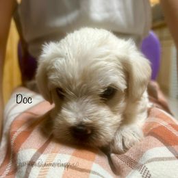 Doc - White male Schnoodle puppy in Sedalia, Missouri from Farmer Brown's Puppies