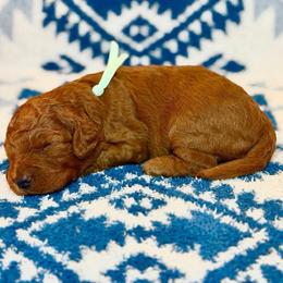 Cayenne - Red  female Goldendoodle puppy in Houston, Texas from Golden Life Doodles