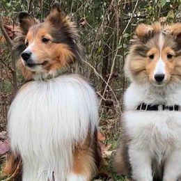 Shetland Sheepdogs from Holly Dodge's Shetland Sheepdogs