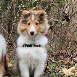 Shetland Sheepdogs from Holly Dodge's Shetland Sheepdogs