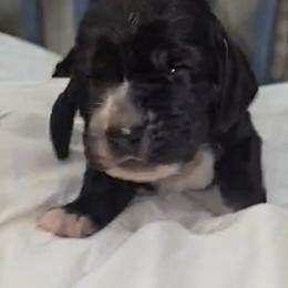 Basset Hound Puppies from Buck Wild 4 Bassets