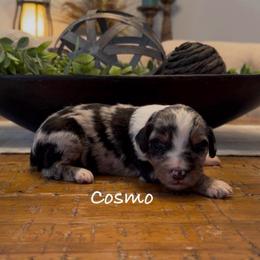 Cosmo - Blue merle male Aussiedoodle puppy in Cartersville, Georgia from Simply Blessed Doodles