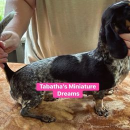 Dachshund All Grown Up from Tabatha’s Miniature Dreams