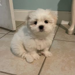Shih Tzu Puppies from Evelyn's Shih Tzus