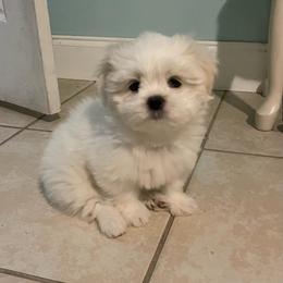Shih Tzu Puppies from Evelyn's Shih Tzus