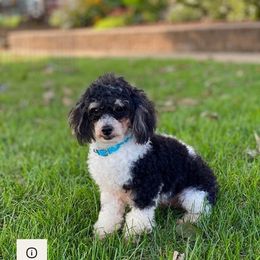 Bernedoodles and Bernese Mountain Dogs from Mindy Doodles
