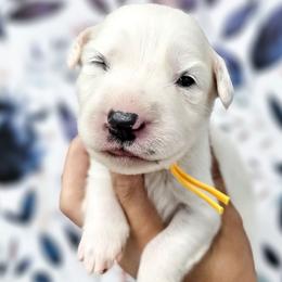 Yellow - White and black female Dalmatian puppy in Gray, Georgia from Fuller Spots