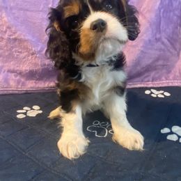 Black Russian Terrier and Cavalier King Charles Spaniel Puppies from Ocean Gem & Guardian Bears