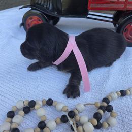Cassy - Black and tan female Dachshund puppy in Centerville, Georgia from Mel's LowRider Ranch