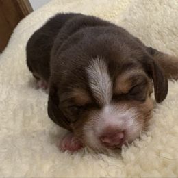 Chocolate Blaze Face - Brown white and tan female Beagle puppy in Gentry, Arkansas from HC Puppy Ranch