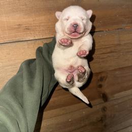 Boy 3 - White male Siberian Husky puppy in Iron River, Wisconsin from Wiemeri Siberians