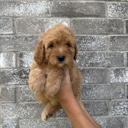 Mirabel - Apricot female Goldendoodle puppy in Katy, Texas from Sweet T Doodles