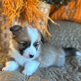 Hazelnut - Sable female Pembroke Welsh Corgi puppy in Lima, New York from Hickory Springs Corgis