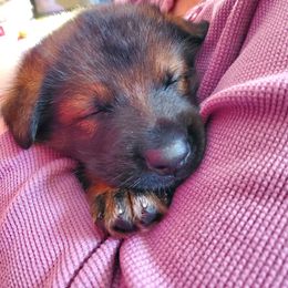 German Shepherd Puppies from vom Wenner Haus