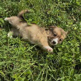 AKC Sable Fluffy - Sable male Pembroke Welsh Corgi puppy in Summerfield, Florida from Promise Land Farm
