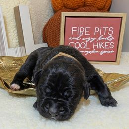 Girl 2 - female Cane Corso puppy in Franktown, Colorado from Earth and Ship Cane Corso