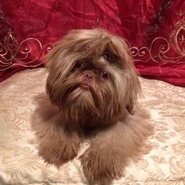 Yazzy - Shih Tzu