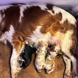 Cavalier King Charles Spaniel puppies from Sunshine State Cavaliers